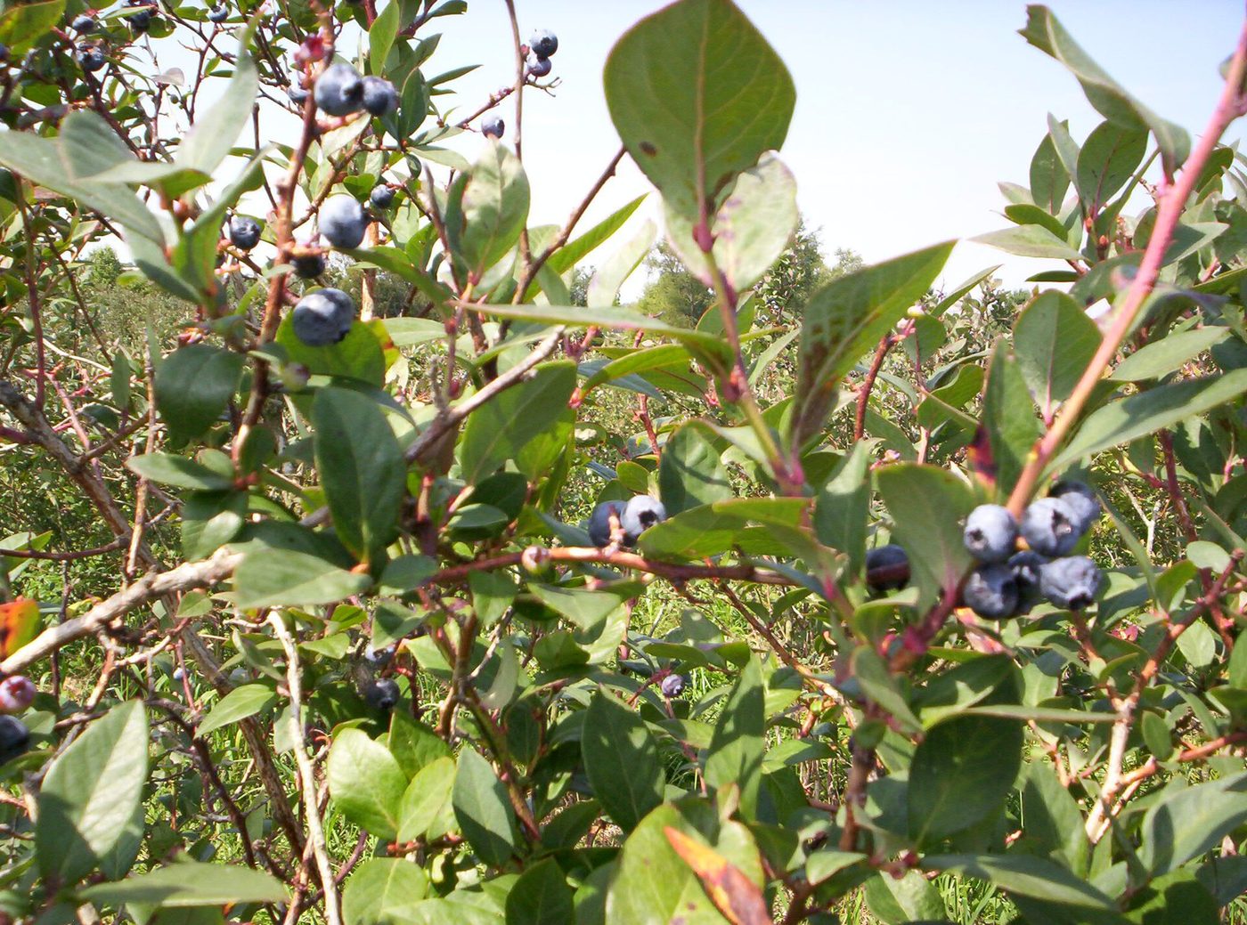 Tufă de afin de cultură (Vaccinium corymbosum) încărcată cu fructe — imagine ilustrativă a speciei