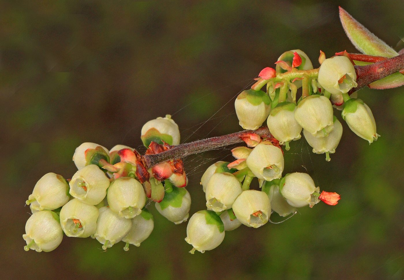 Afin cu tufă înaltă (Vaccinium corymbosum) cu fructe — imagine ilustrativă a speciei