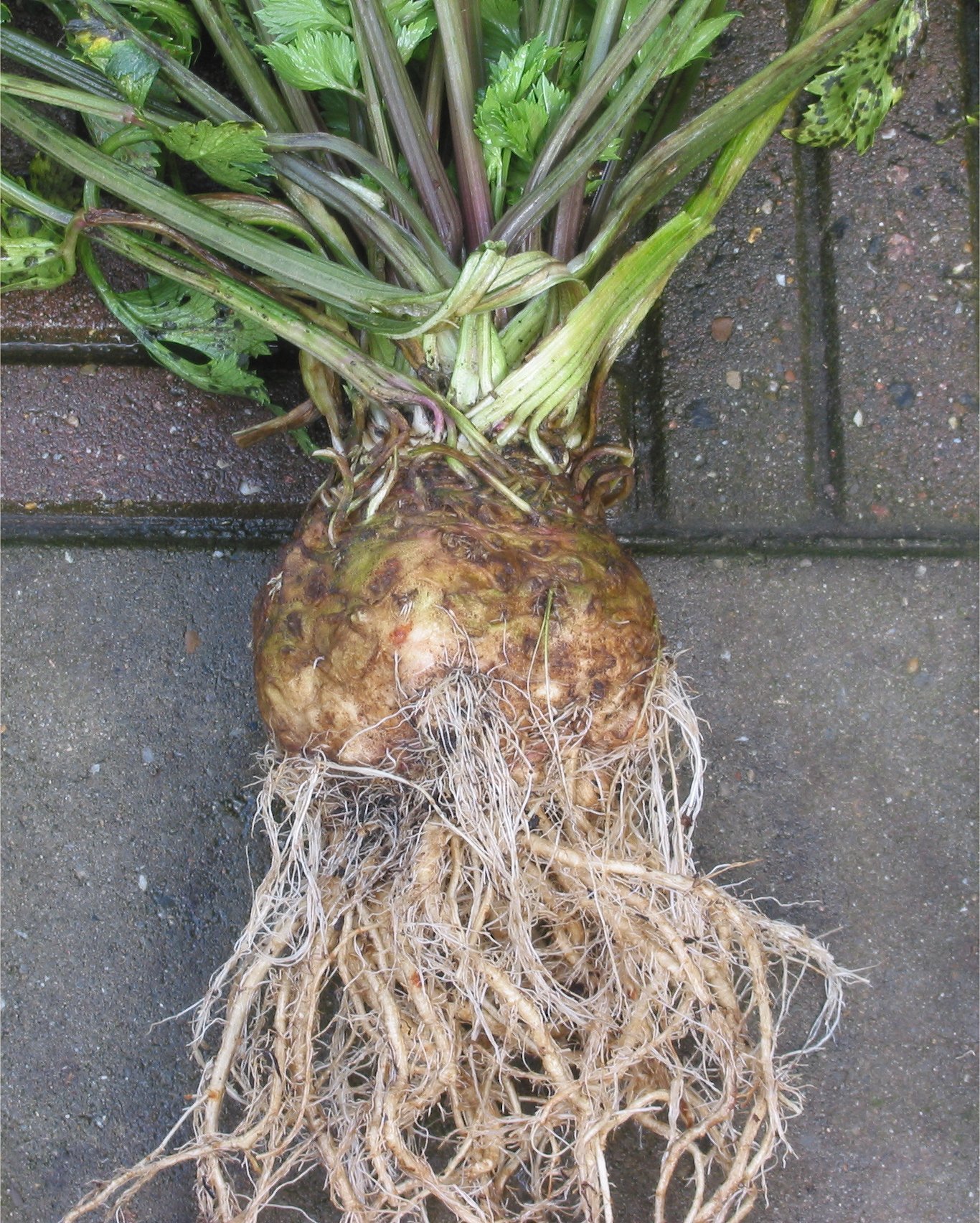 Rădăcină (bulb) de țelină de rădăcină (Apium graveolens var. rapaceum) — imagine ilustrativă a speciei