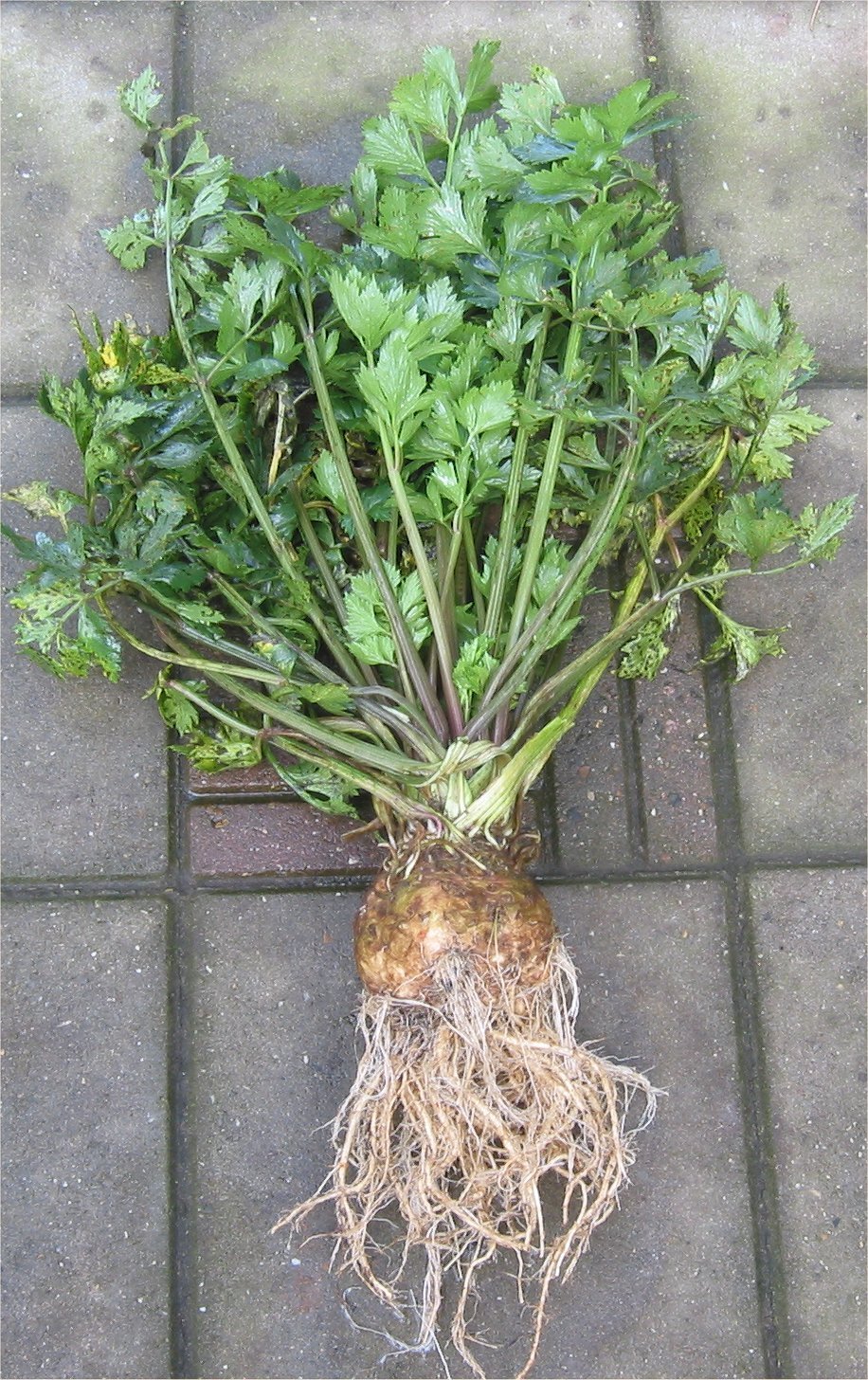 Plantă de țelină de rădăcină (Apium graveolens var. rapaceum) — imagine ilustrativă a speciei