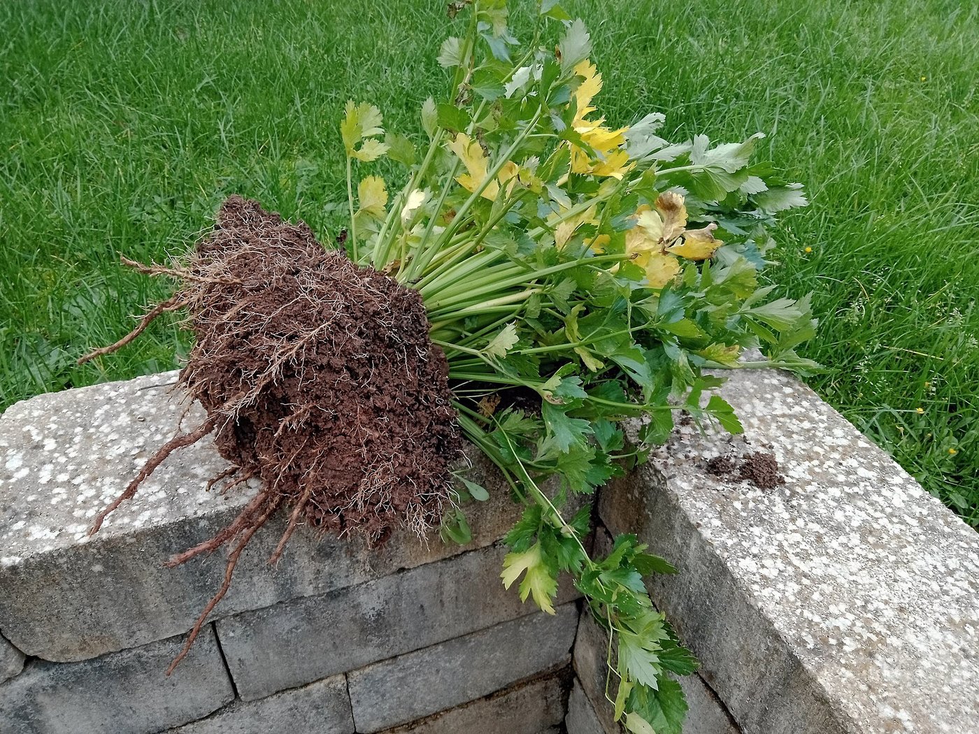 Plantă de țelină pentru pețiol (Apium graveolens var. dulce) — imagine ilustrativă a speciei