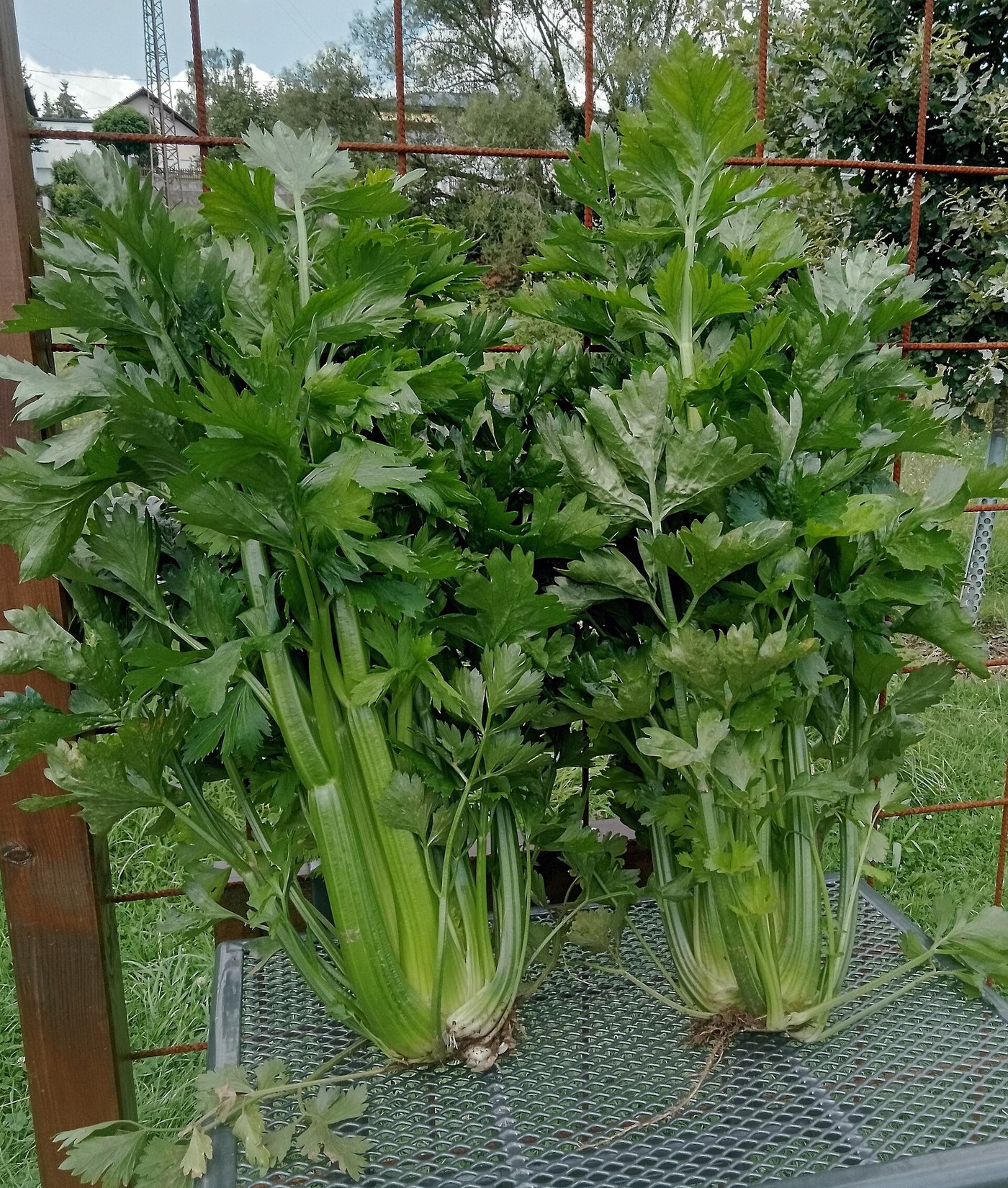 Plantă de țelină pentru pețiol (Apium graveolens var. dulce) — imagine ilustrativă a speciei