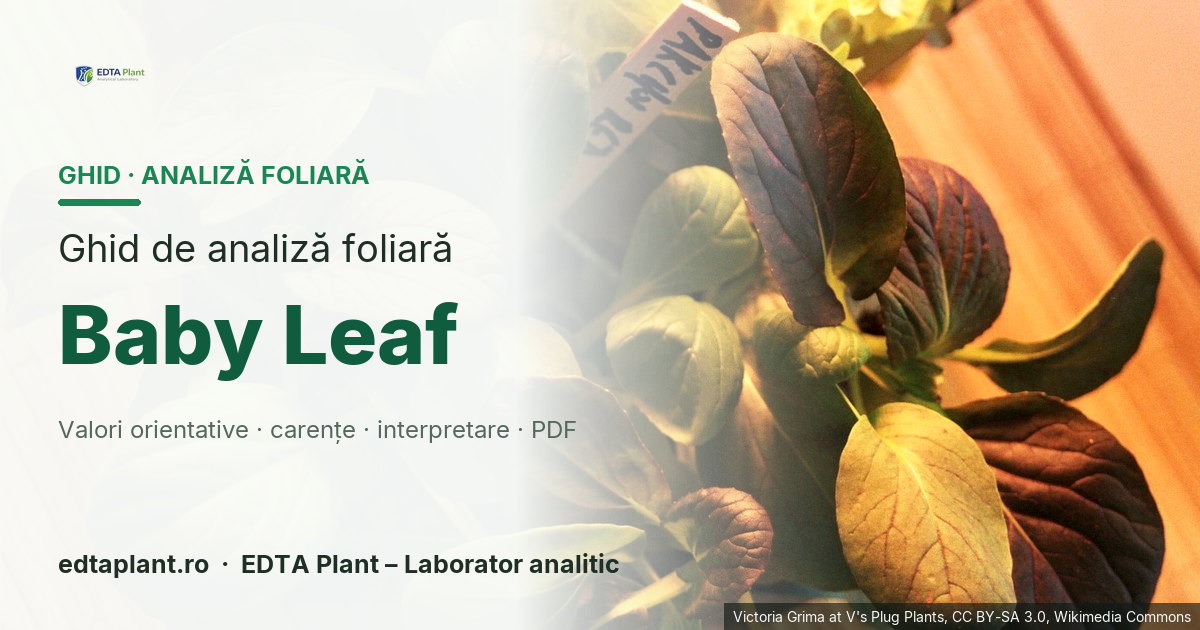 Baby Leaf (Baby leaf — categorie de recoltare timpurie; validare de sistem pe Lactuca/Spinacia/Cichorium, cu specie obligatorie) — ghid de analiză foliară EDTA Plant