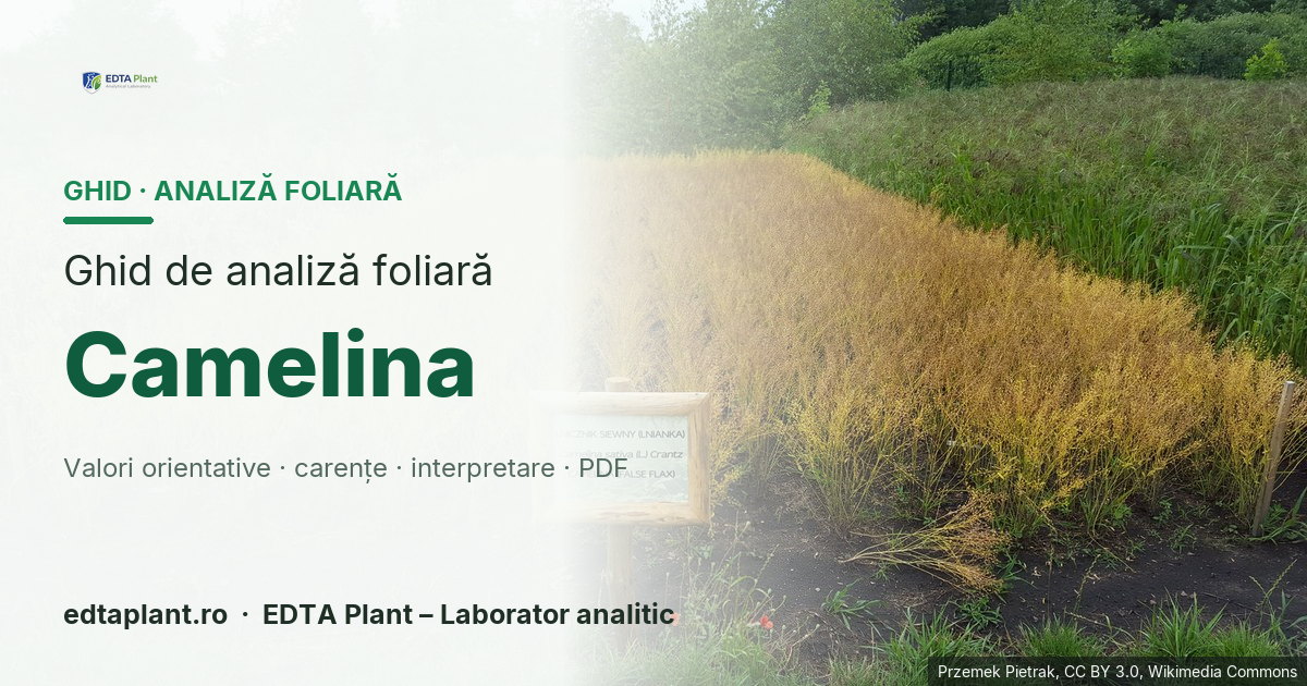 Camelina (Camelina sativa (L.) Crantz) — ghid de analiză foliară EDTA Plant