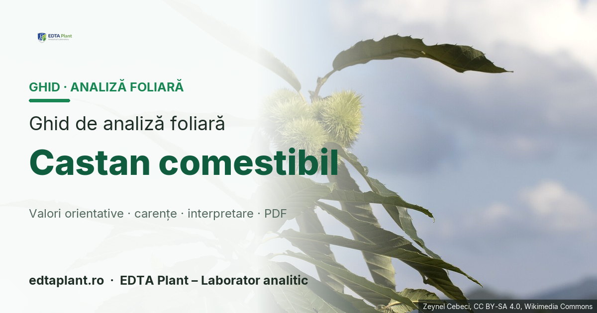 Castan comestibil (Castanea sativa Mill.) — ghid de analiză foliară EDTA Plant
