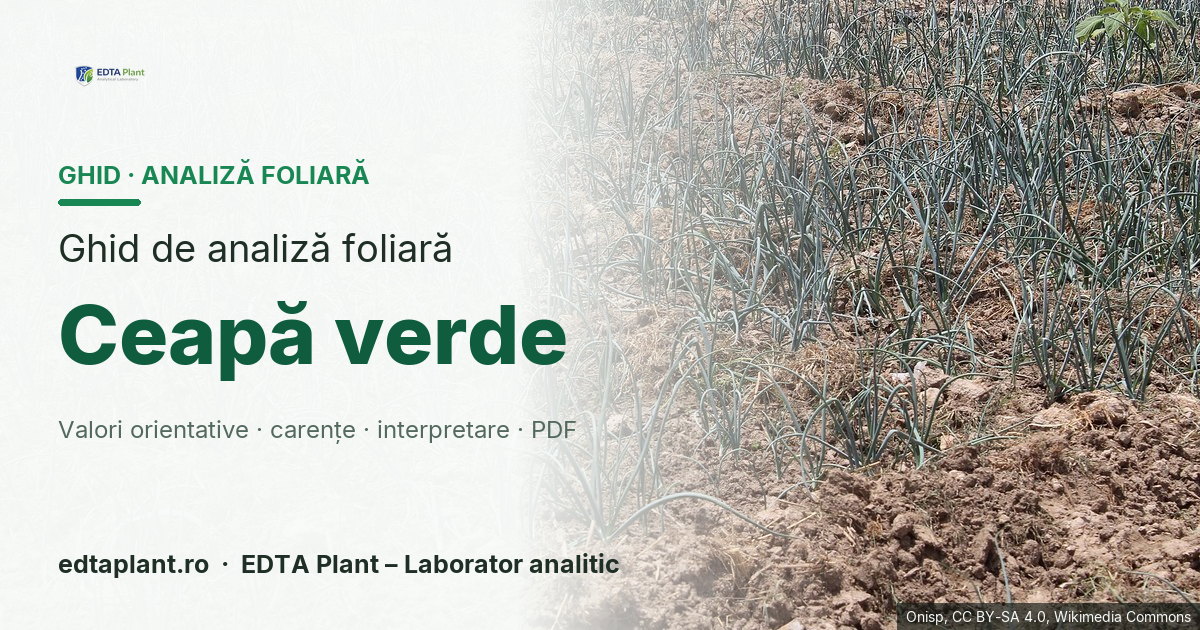 Ceapă verde (Allium cepa L. (recoltare verde)) — ghid de analiză foliară EDTA Plant