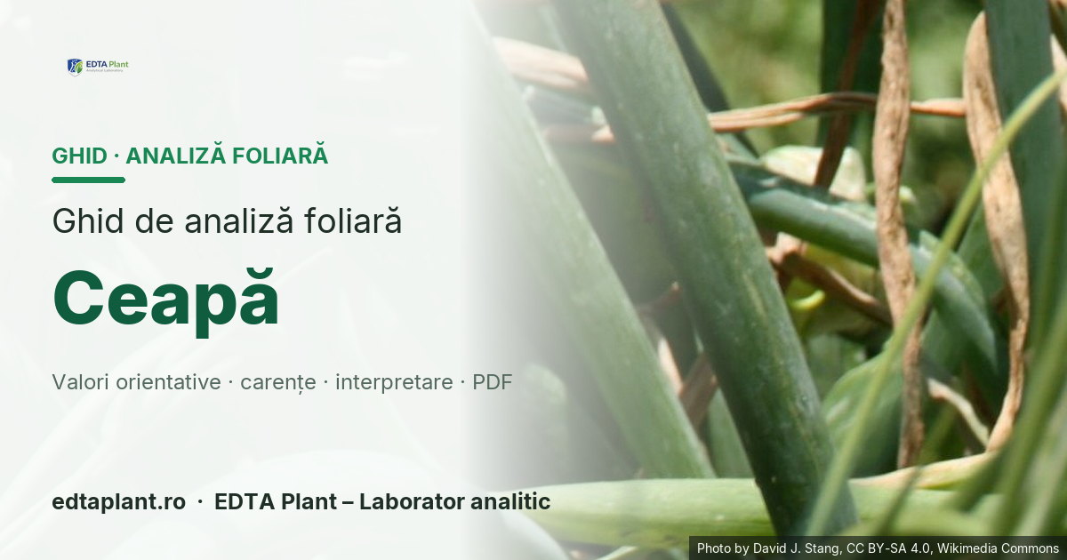 Ceapă (Allium cepa L.) — ghid de analiză foliară EDTA Plant