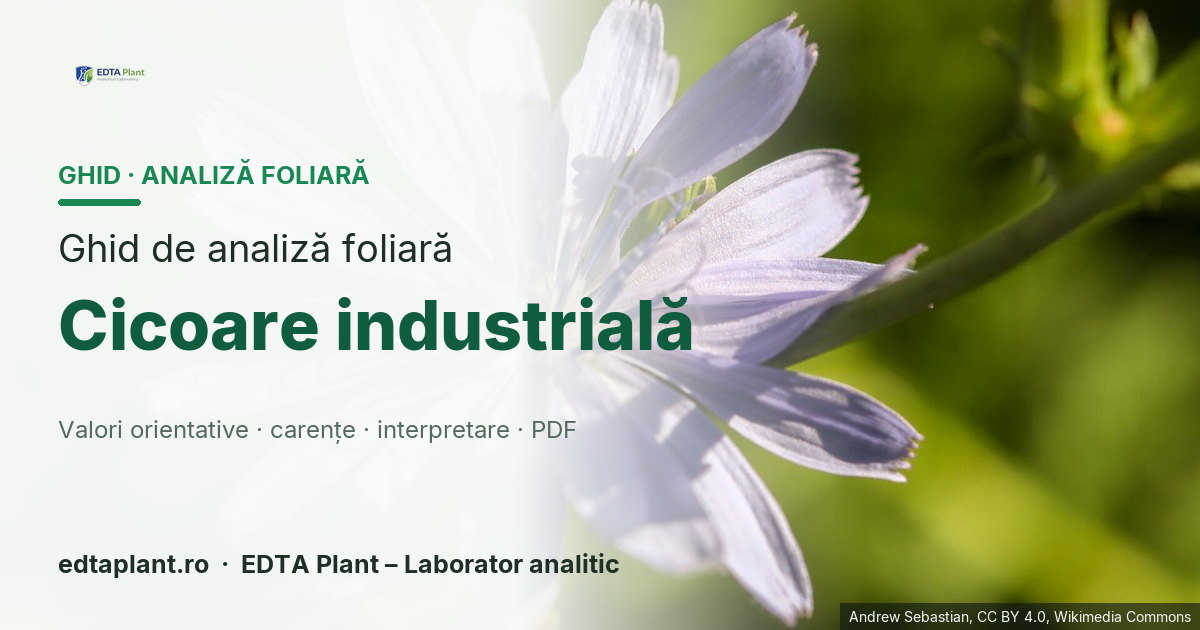 Cicoare industrială (Cichorium intybus L.) — ghid de analiză foliară EDTA Plant
