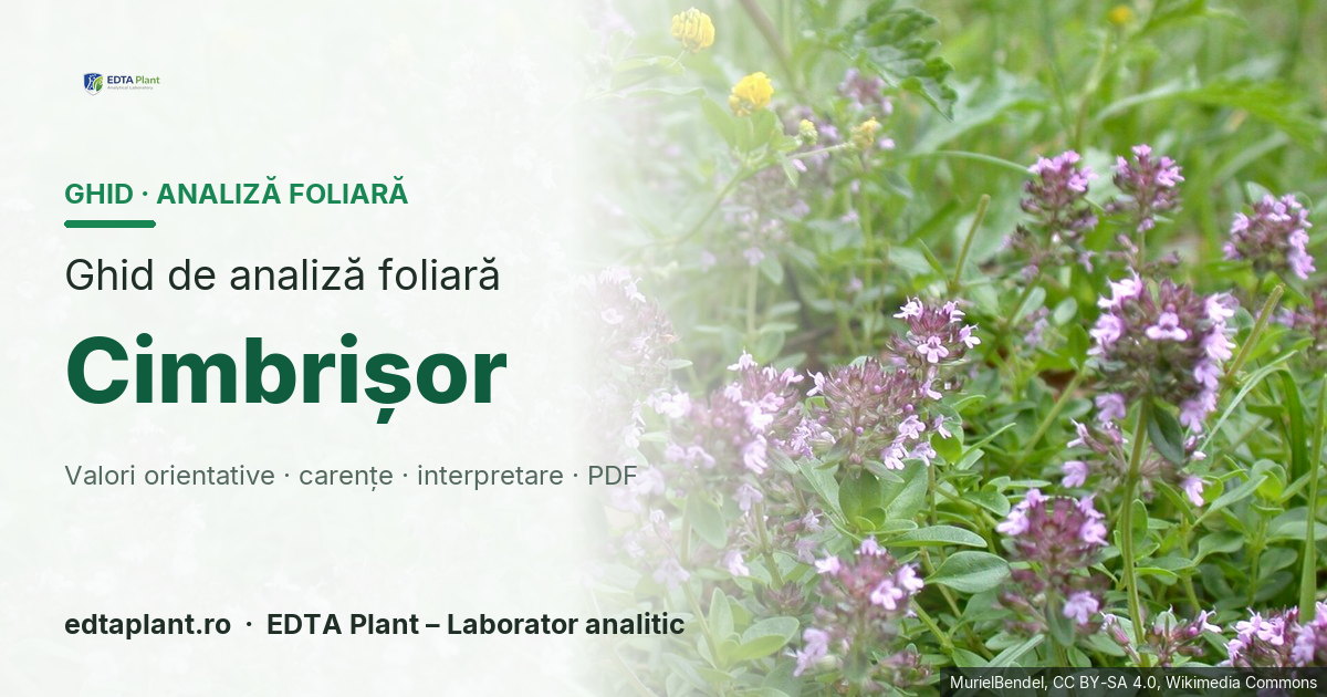 Cimbrișor (Thymus serpyllum agg. / Thymus spp.) — ghid de analiză foliară EDTA Plant