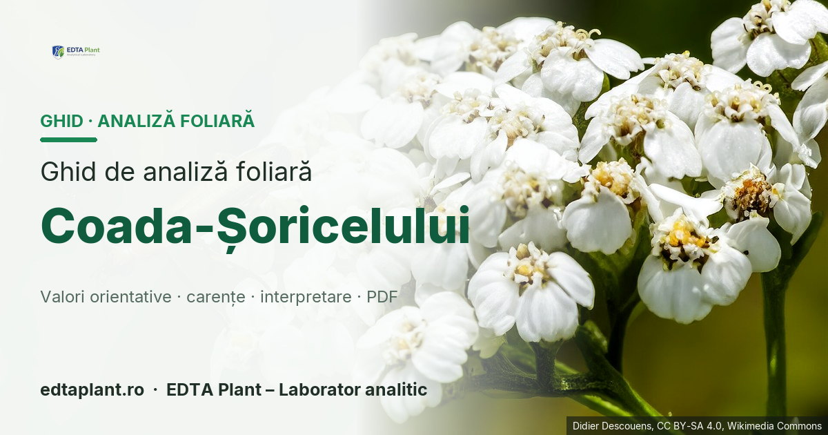 Coada-Șoricelului (Achillea millefolium L.) — ghid de analiză foliară EDTA Plant