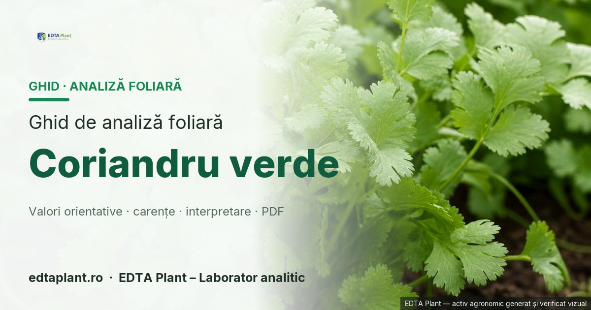 Coriandru verde (Coriandrum sativum L.) — ghid de analiză foliară EDTA Plant