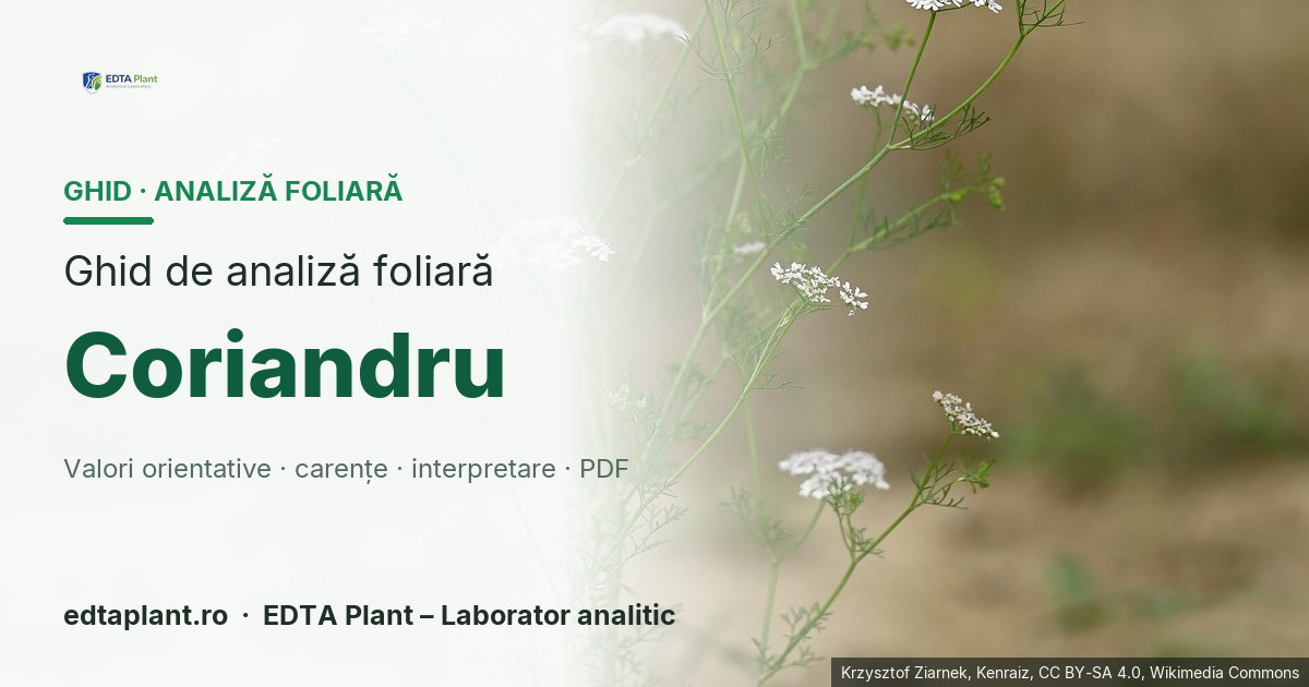 Coriandru (Coriandrum sativum L.) — ghid de analiză foliară EDTA Plant