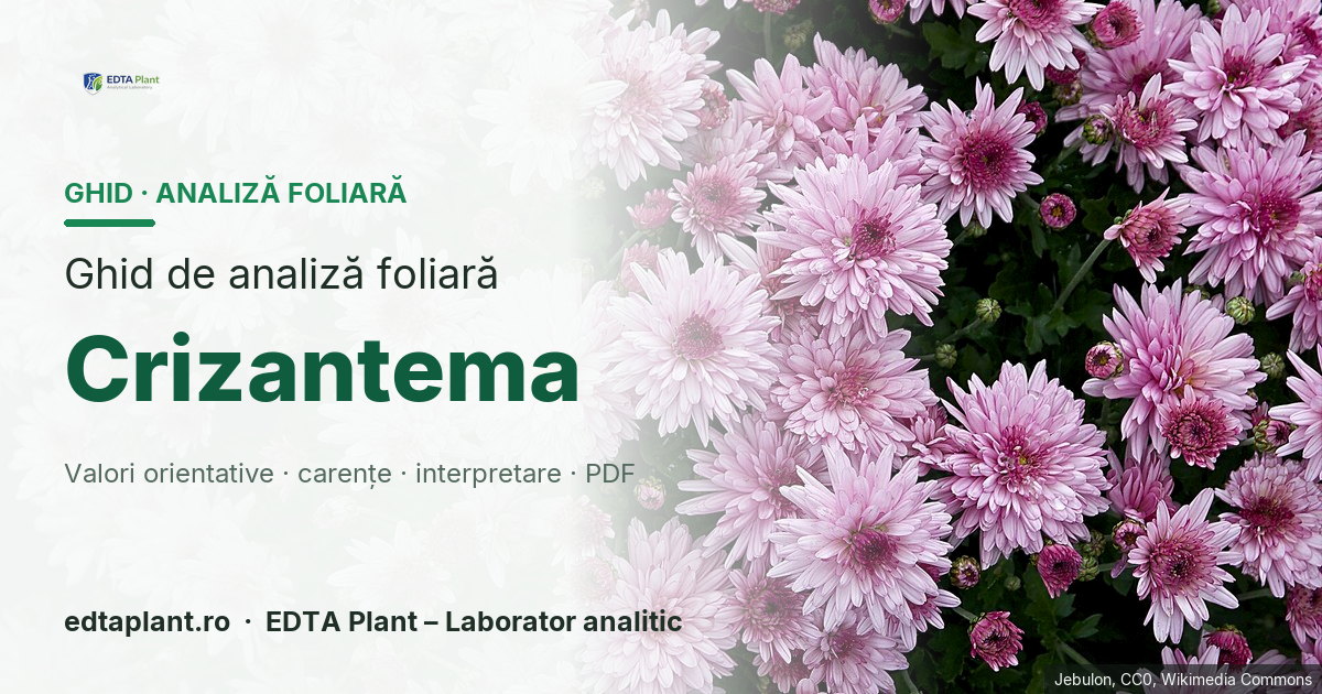 Crizantema (Chrysanthemum × morifolium) — ghid de analiză foliară EDTA Plant