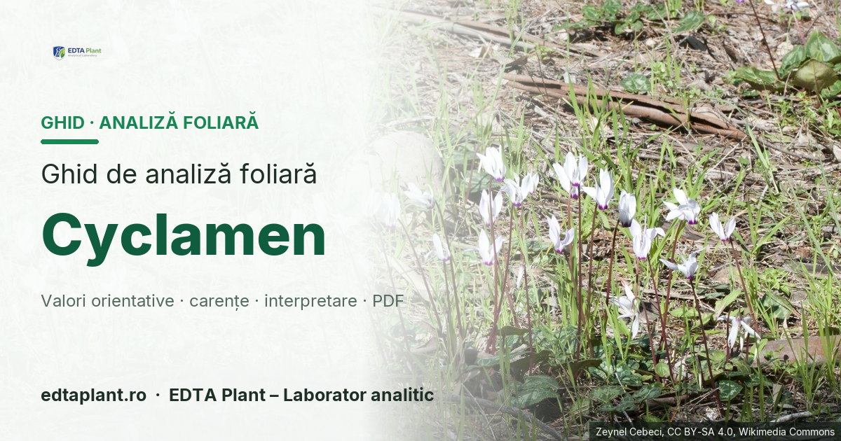 Cyclamen (Cyclamen persicum / hybrids) — ghid de analiză foliară EDTA Plant