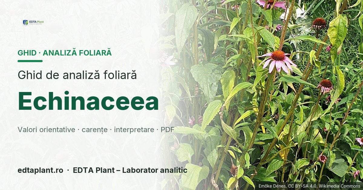 Echinaceea (Echinacea spp. (adesea E. purpurea)) — ghid de analiză foliară EDTA Plant