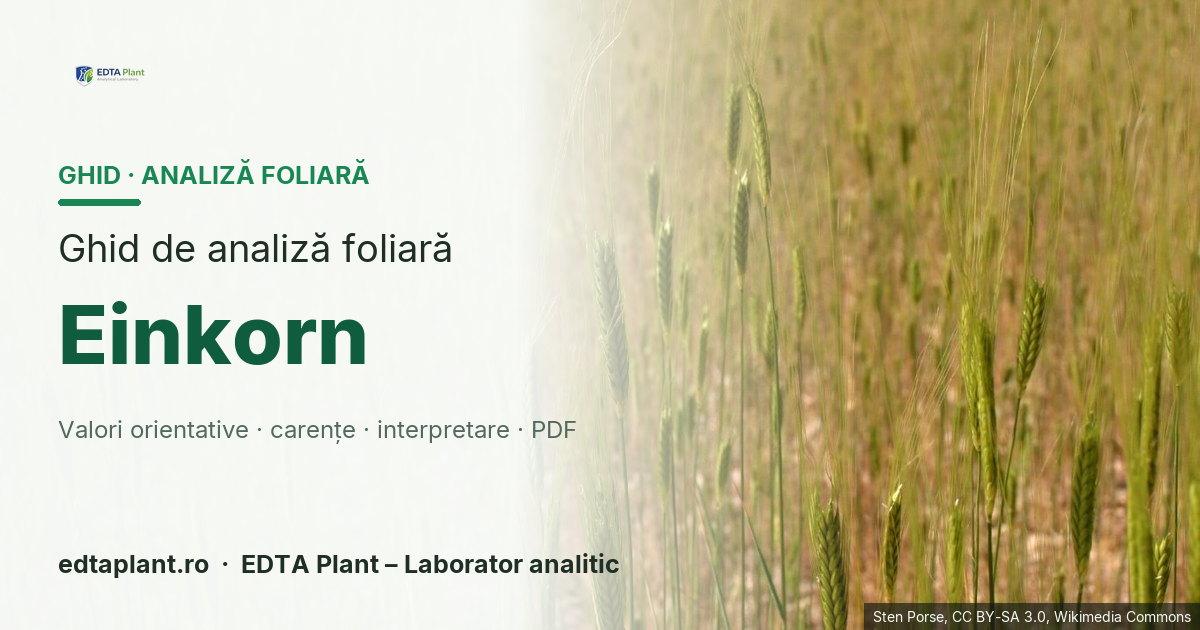 Einkorn (Triticum monococcum L.) — ghid de analiză foliară EDTA Plant