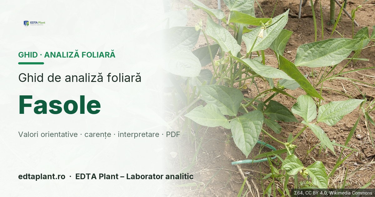 Fasole (Phaseolus vulgaris L.) — ghid de analiză foliară EDTA Plant