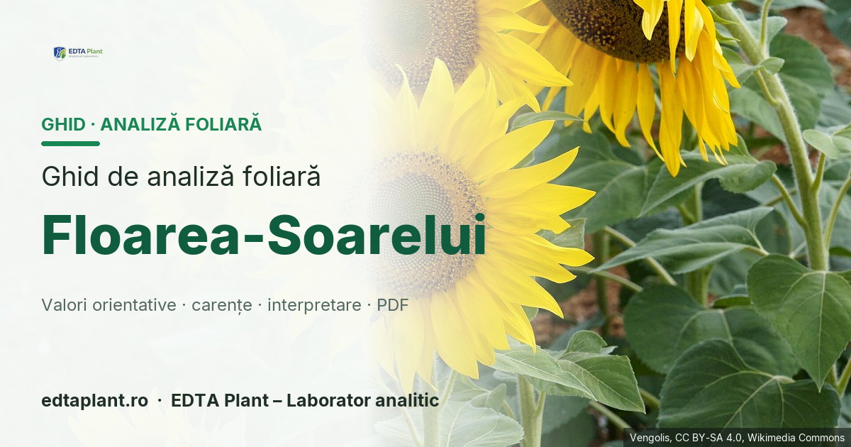 Floarea-Soarelui (Helianthus annuus L.) — ghid de analiză foliară EDTA Plant