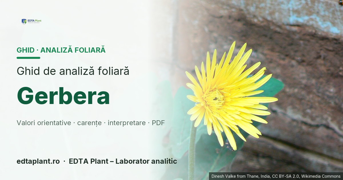 Gerbera (Gerbera jamesonii / hybrids) — ghid de analiză foliară EDTA Plant