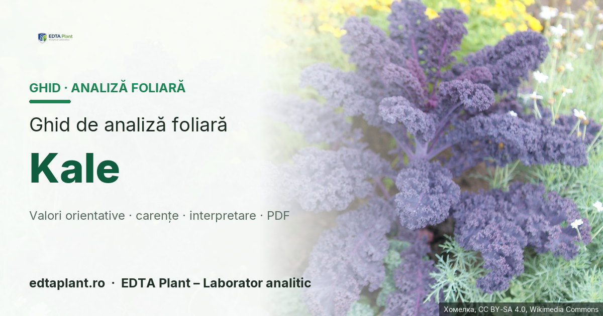 Kale (Brassica oleracea var. sabellica / acephala) — ghid de analiză foliară EDTA Plant