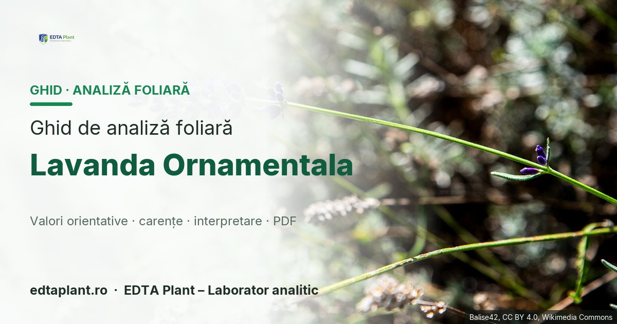 Lavanda Ornamentala (Lavandula spp.) — ghid de analiză foliară EDTA Plant