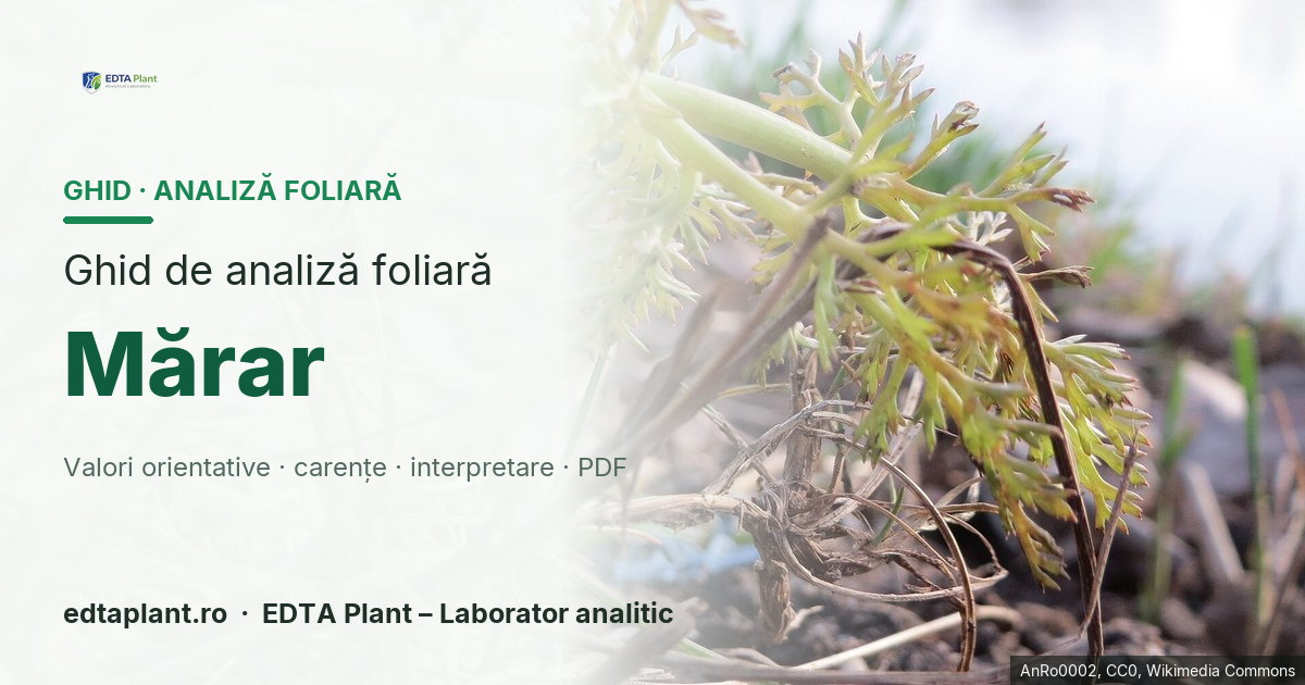 Mărar (Anethum graveolens L.) — ghid de analiză foliară EDTA Plant