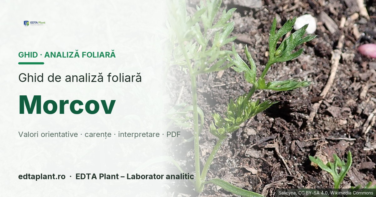 Morcov (Daucus carota subsp. sativus) — ghid de analiză foliară EDTA Plant