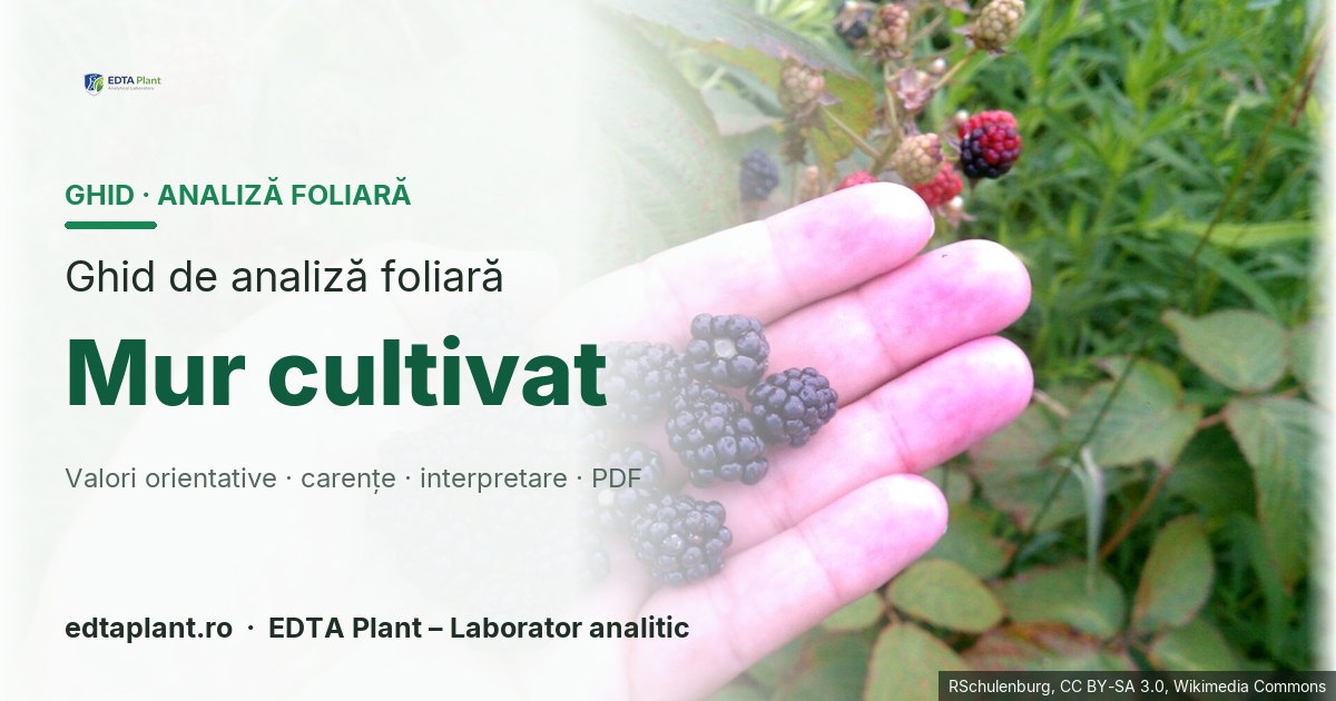 Mur cultivat (Rubus spp. subgen. Rubus) — ghid de analiză foliară EDTA Plant
