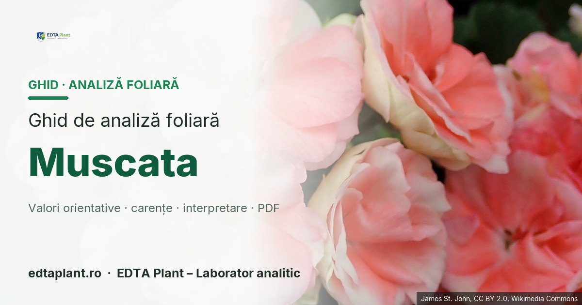 Muscata (Pelargonium spp.) — ghid de analiză foliară EDTA Plant