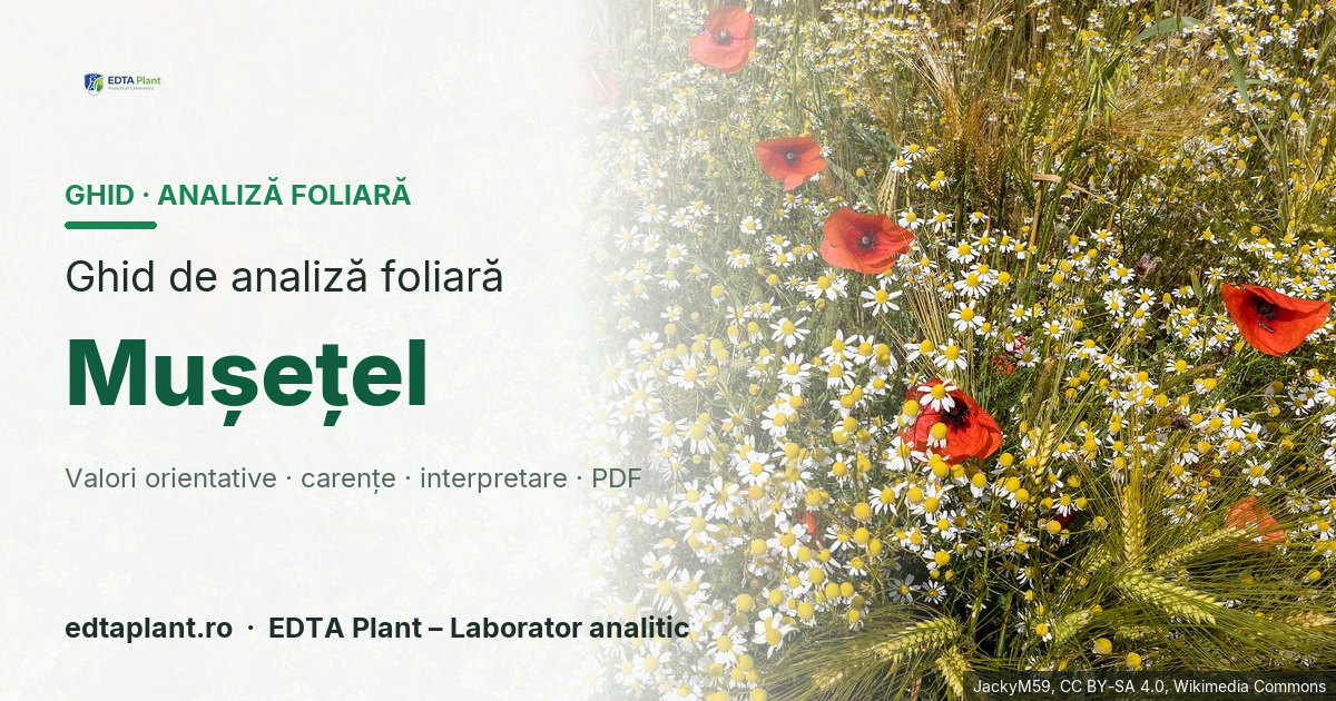 Mușețel (Matricaria chamomilla L. / M. recutita) — ghid de analiză foliară EDTA Plant
