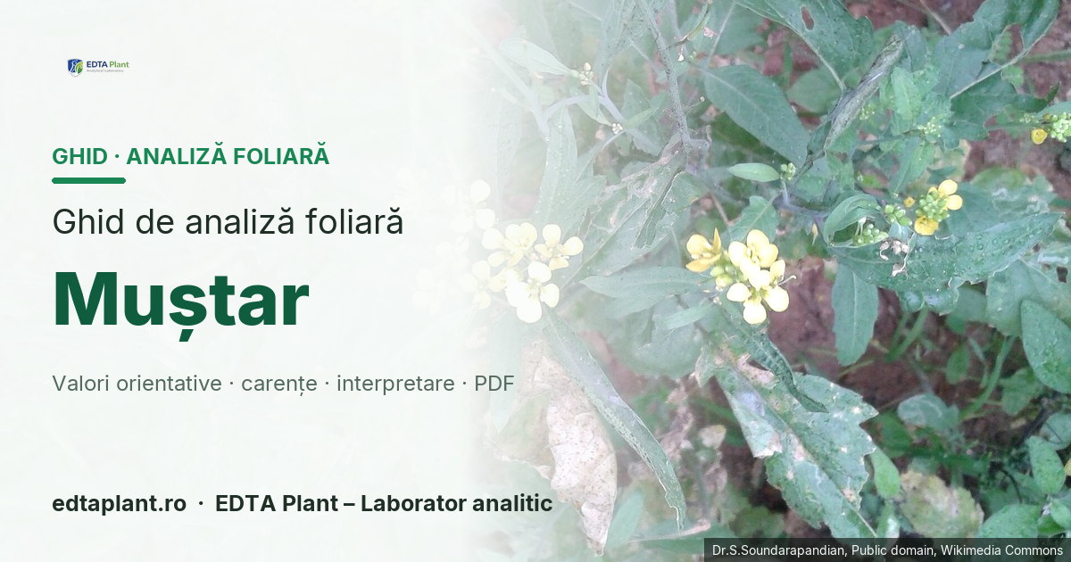 Muștar (Brassica juncea / Sinapis alba — taxonul trebuie legat de profil) — ghid de analiză foliară EDTA Plant