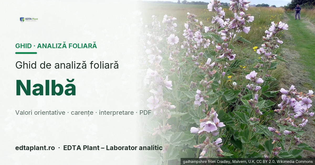 Nalbă (Althaea officinalis L. — Nalbă medicinală; Malva spp. separat) — ghid de analiză foliară EDTA Plant