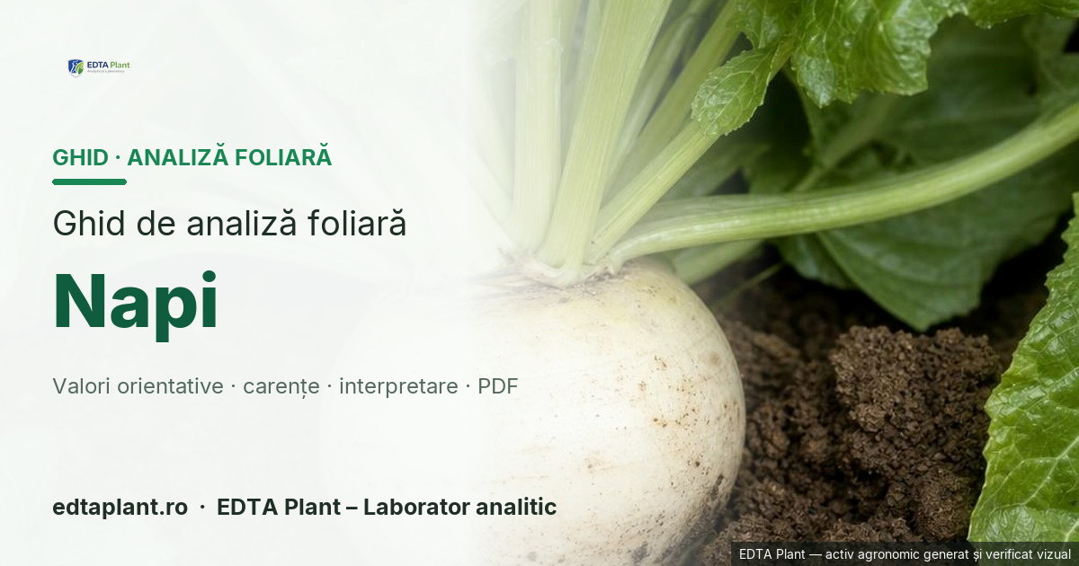 Napi (Brassica rapa subsp. rapa / taxon de confirmat) — ghid de analiză foliară EDTA Plant