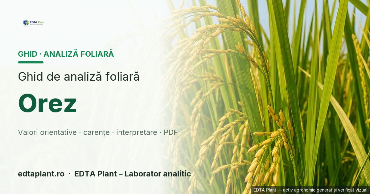 Orez (Oryza sativa L.) — ghid de analiză foliară EDTA Plant