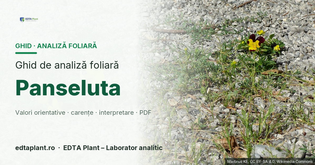 Panseluta (Viola × wittrockiana) — ghid de analiză foliară EDTA Plant
