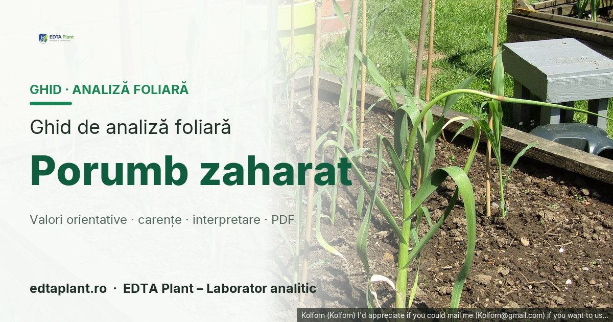 Porumb zaharat (Zea mays L. convar. saccharata) — ghid de analiză foliară EDTA Plant