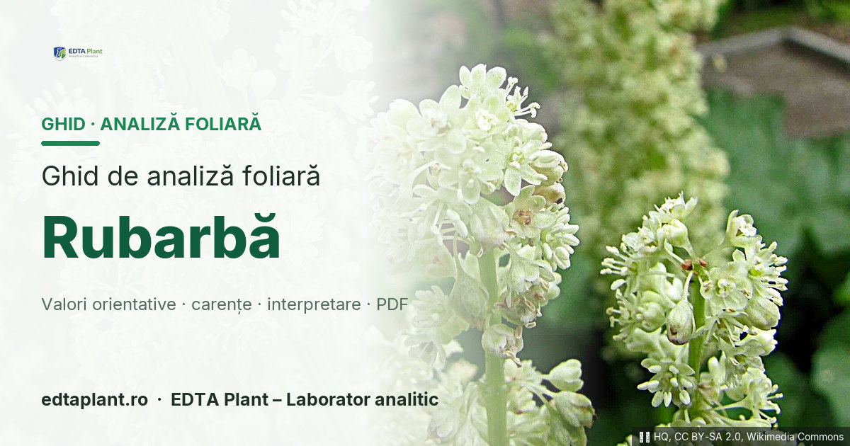 Rubarbă (Rheum × hybridum / Rheum rhabarbarum) — ghid de analiză foliară EDTA Plant