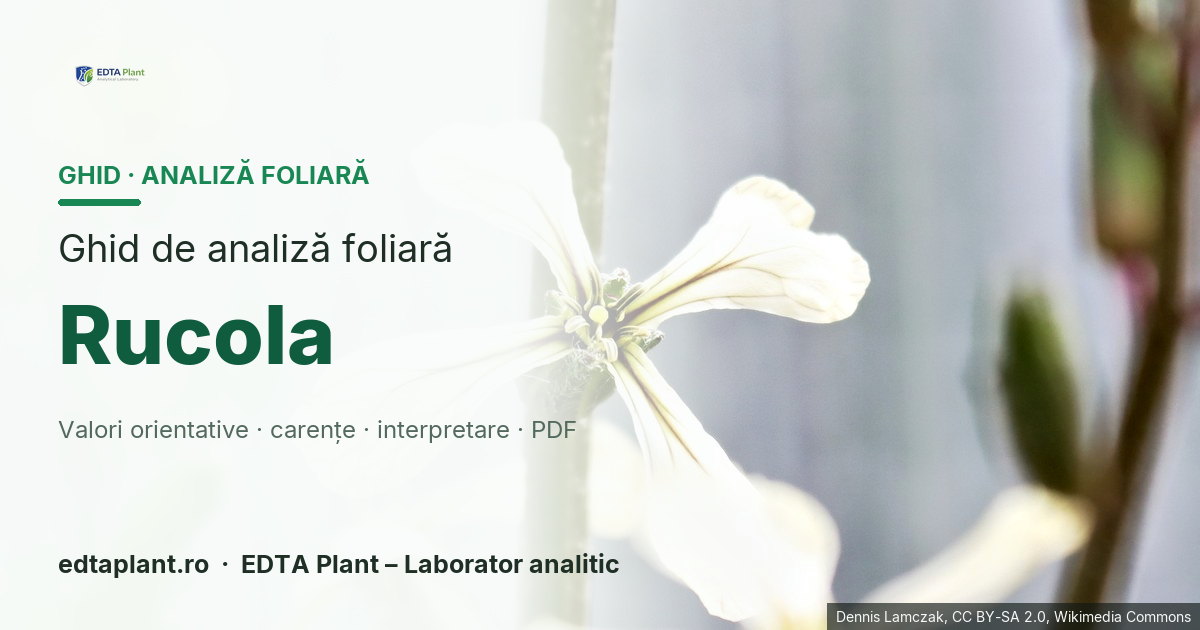 Rucola (Eruca vesicaria subsp. sativa / Diplotaxis tenuifolia — profil de confirmat) — ghid de analiză foliară EDTA Plant