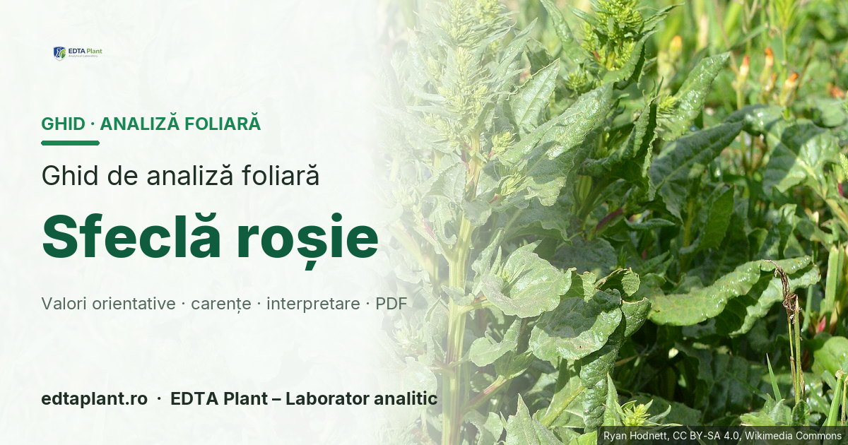 Sfeclă roșie (Beta vulgaris L. (grup Conditiva)) — ghid de analiză foliară EDTA Plant