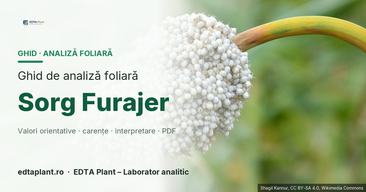Sorg Furajer (Sorghum bicolor / Sorghum × drummondii) — ghid de analiză foliară EDTA Plant