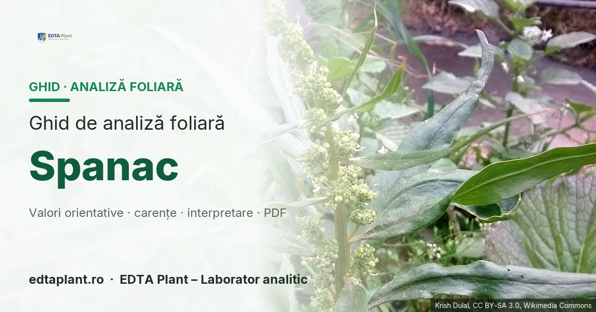 Spanac (Spinacia oleracea L.) — ghid de analiză foliară EDTA Plant