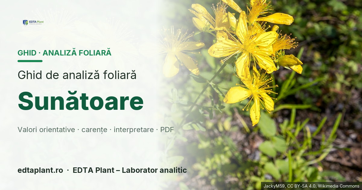 Sunătoare (Hypericum perforatum L.) — ghid de analiză foliară EDTA Plant