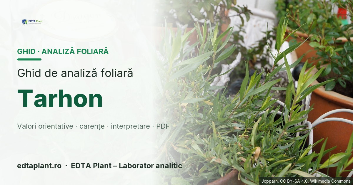Tarhon (Artemisia dracunculus L.) — ghid de analiză foliară EDTA Plant