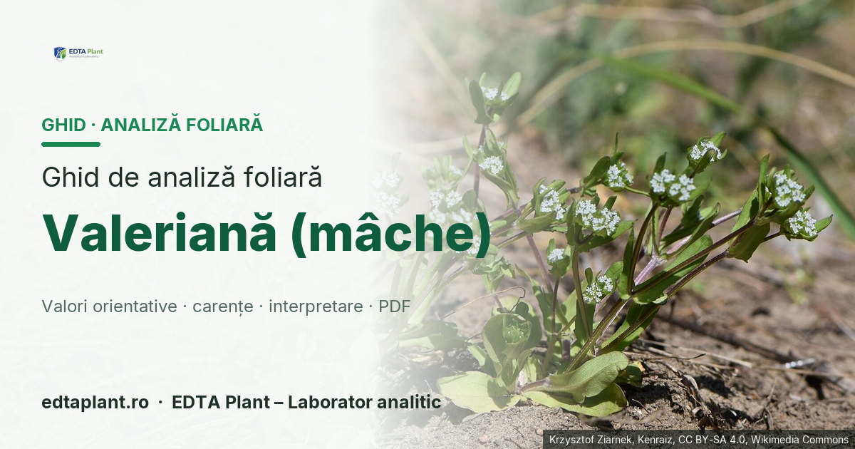 Valeriană (mâche) (Valerianella locusta (L.) Laterr.) — ghid de analiză foliară EDTA Plant