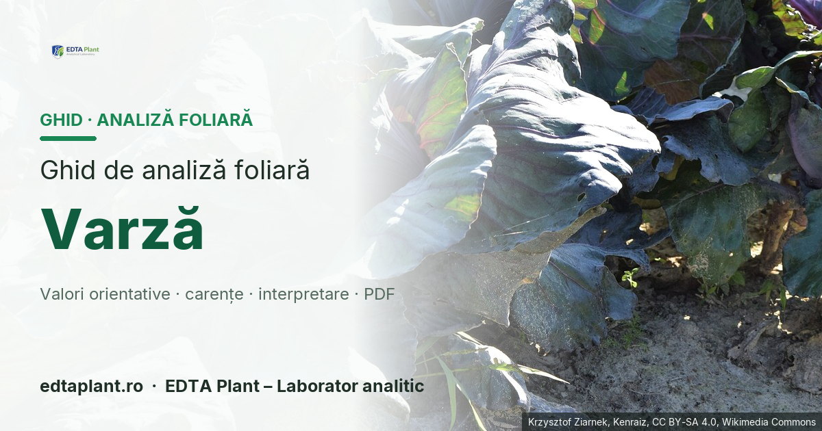 Varză (Brassica oleracea var. capitata) — ghid de analiză foliară EDTA Plant